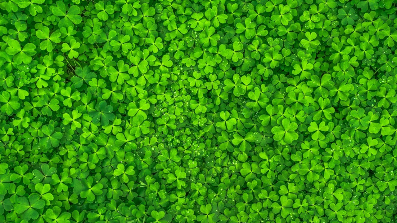 Clover